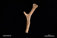 藏品(鹿角器)的圖片